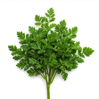 PERENAV-perejil-bio-navecovida