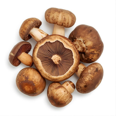 SHIITAKENAV-seta-shiitake-bio-navecovida