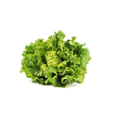 LEBATANAV-lechuga-batavia-bio-navecovida LEBATANAV-lechuga-batavia-bio-navecovida