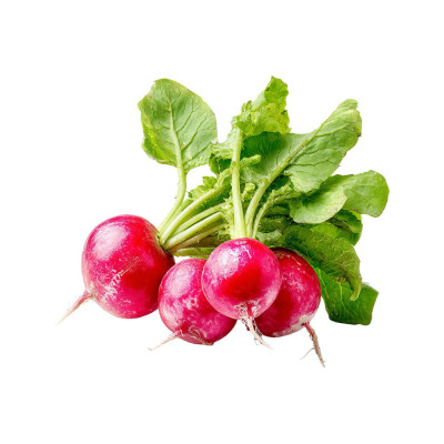 RABANAV-rabano-bio-navecovida