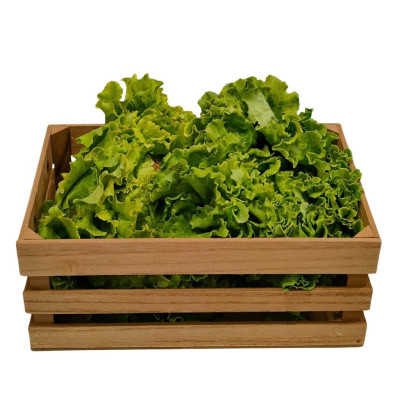 LEBATANAV-lechuga-batavia-bio-navecovida