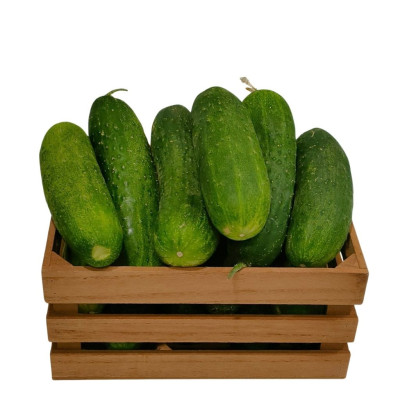 Pepino Corto Bio