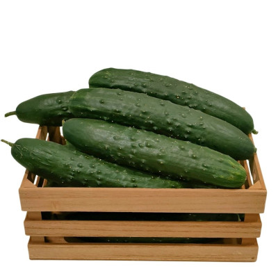 PEPINAVF-pepino-frances-bio-navecovida