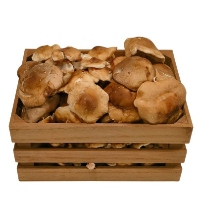 SHIITAKENAV-seta-shiitake-bio-navecovida